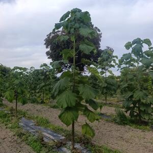 Paulownia en France - 7 September 2025
