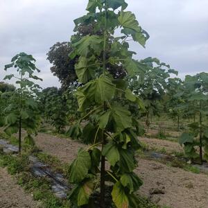 Paulownia en France - 7 September 2025