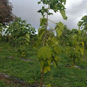 Paulownia en France - 20 October 2025