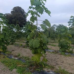 Paulownia en France - 7 September 2025