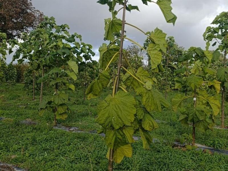 Paulownia en France
