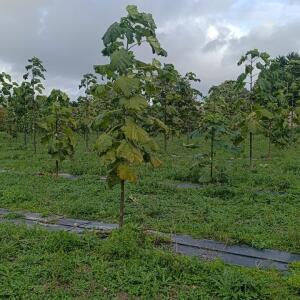 Paulownia en France - 20 October 2025