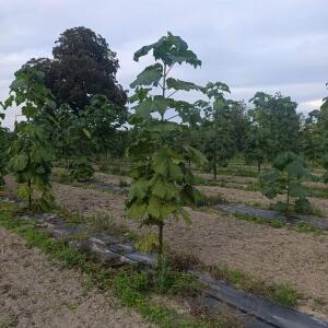Paulownia en France - 7 September 2025