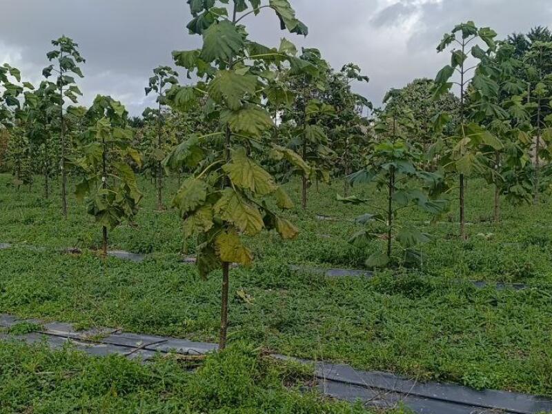Paulownia en France