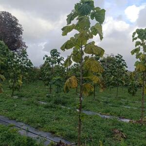 Paulownia en France - 20 October 2025