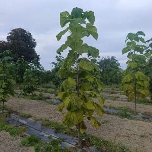 Paulownia en France - 7 September 2025