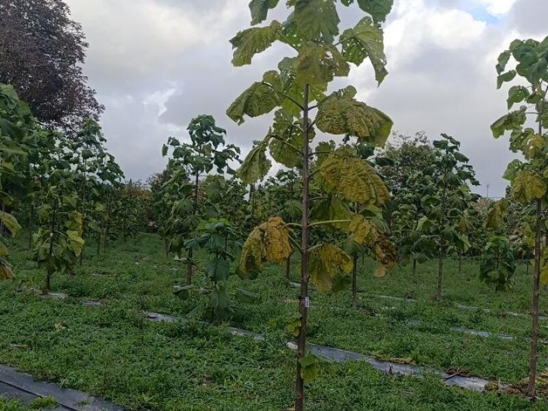Paulownia en France