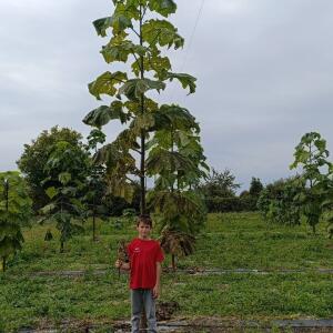 Paulownia en France - 19 October 2025