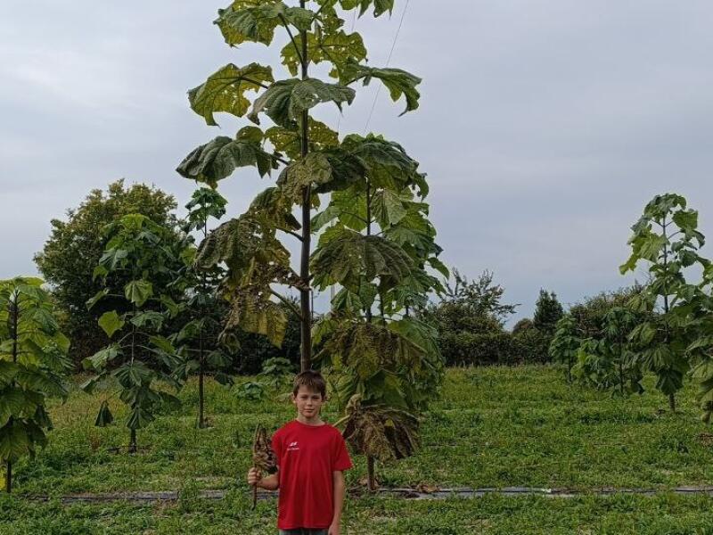 Paulownia en France