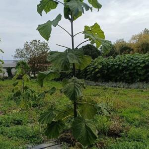 Paulownia en France - 19 October 2025