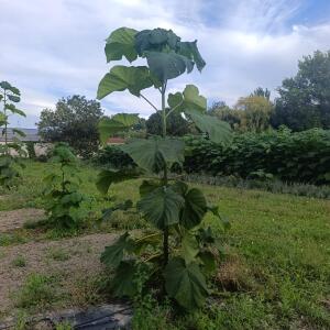 Paulownia en France - 7 September 2025