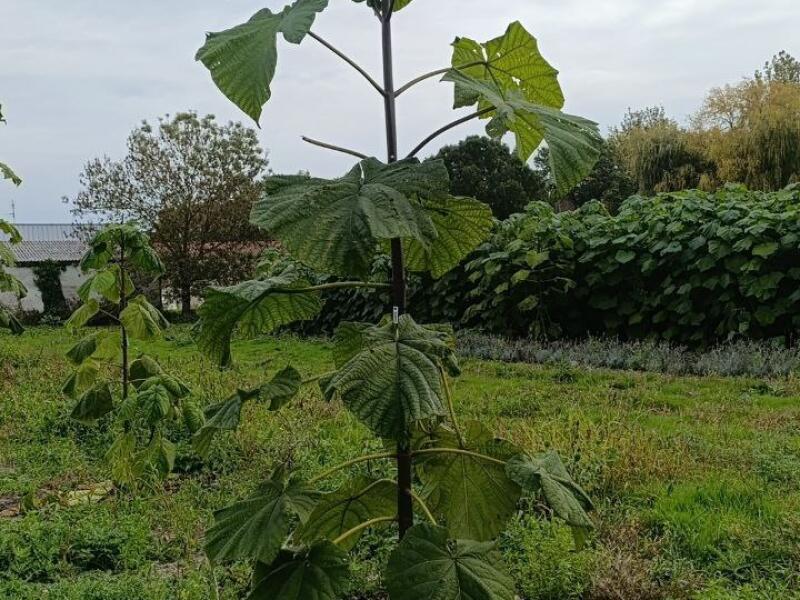Paulownia en France