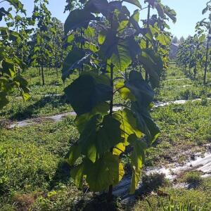Paulownia en France - 17 October 2025