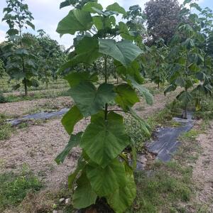 Paulownia en France - 7 September 2025