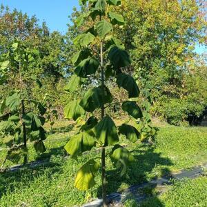 Paulownia en France - 17 October 2025