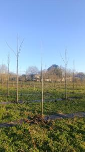 Paulownia en France - 4 January 2026