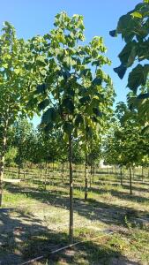 Paulownia en France