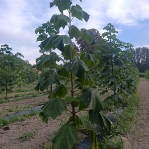 Paulownia en France - 7 September 2025