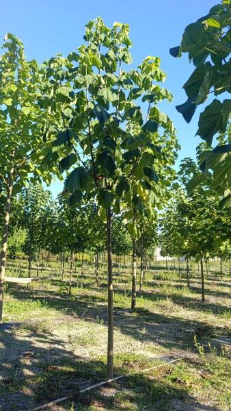 Tree #1108