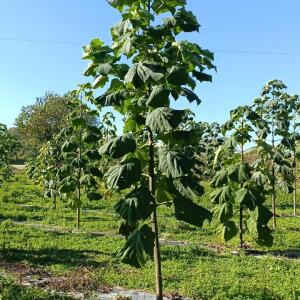 Paulownia en France - 17 October 2025