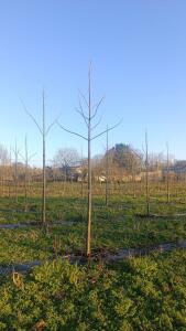 Paulownia en France - 4 January 2026