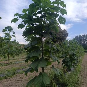 Paulownia en France - 7 September 2025