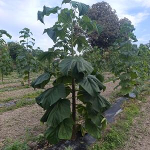 Paulownia en France - 7 September 2025