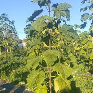 Paulownia en France - 17 October 2025