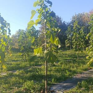 Paulownia en France - 17 October 2025