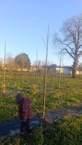 Paulownia en France - 4 January 2026