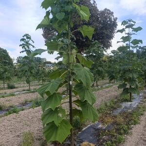 Paulownia en France - 7 September 2025