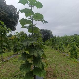 Paulownia en France - 31 August 2025