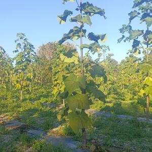 Paulownia en France - 17 October 2025