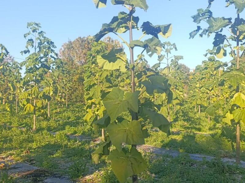 Paulownia en France