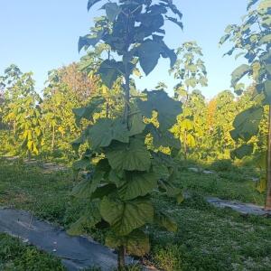 Paulownia en France - 17 October 2025