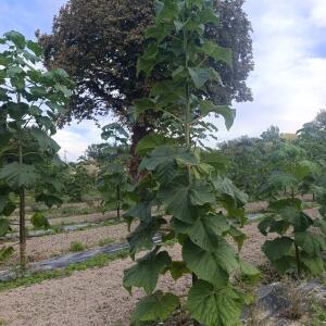Paulownia en France - 7 September 2025