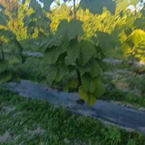 Paulownia en France - 17 October 2025