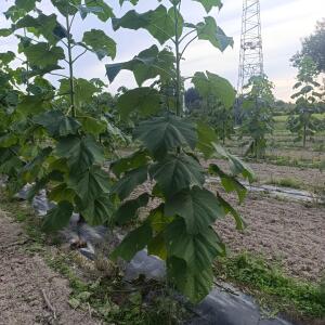 Paulownia en France - 7 September 2025