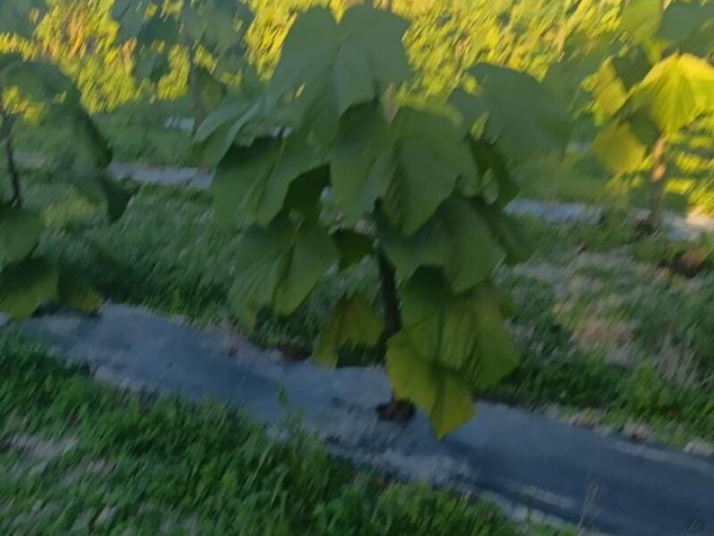 Paulownia en France