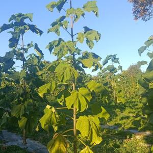 Paulownia en France - 17 October 2025
