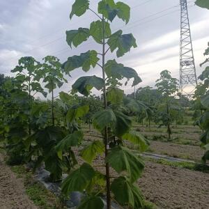 Paulownia en France - 7 September 2025