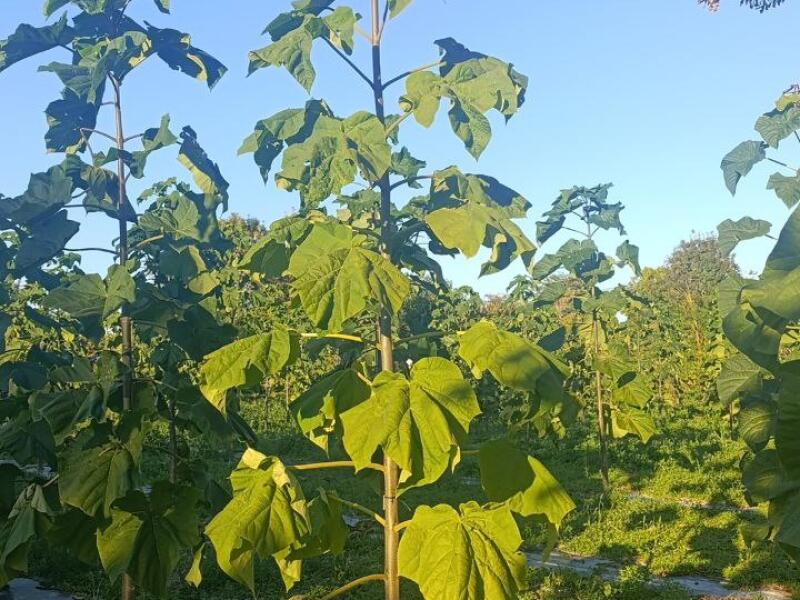 Paulownia en France