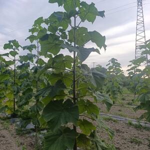 Paulownia en France - 7 September 2025