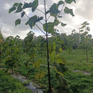Paulownia en France - 20 October 2025