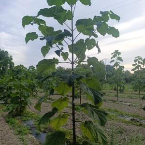 Paulownia en France - 7 September 2025