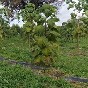 Paulownia en France - 20 October 2025