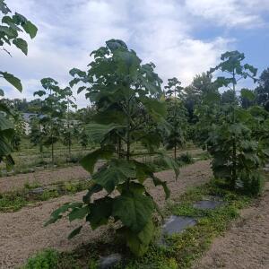 Paulownia en France - 7 September 2025