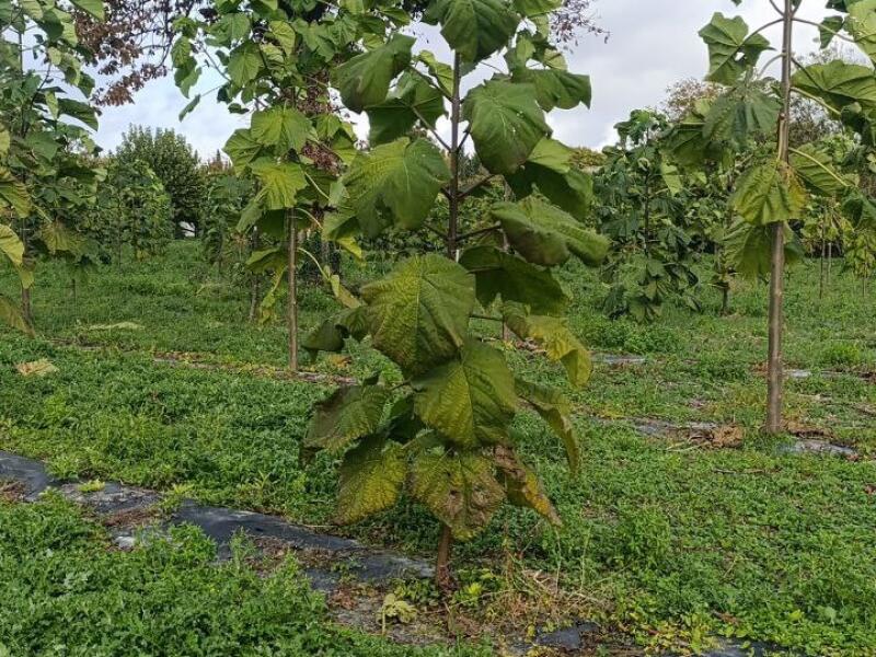 Paulownia en France
