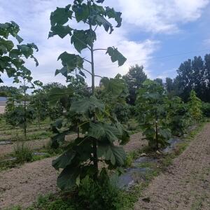Paulownia en France - 7 September 2025