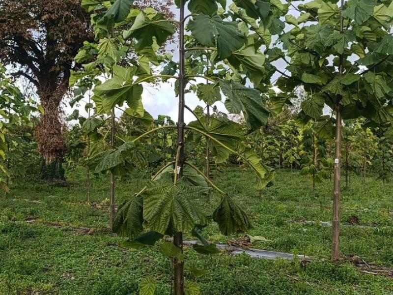 Paulownia en France